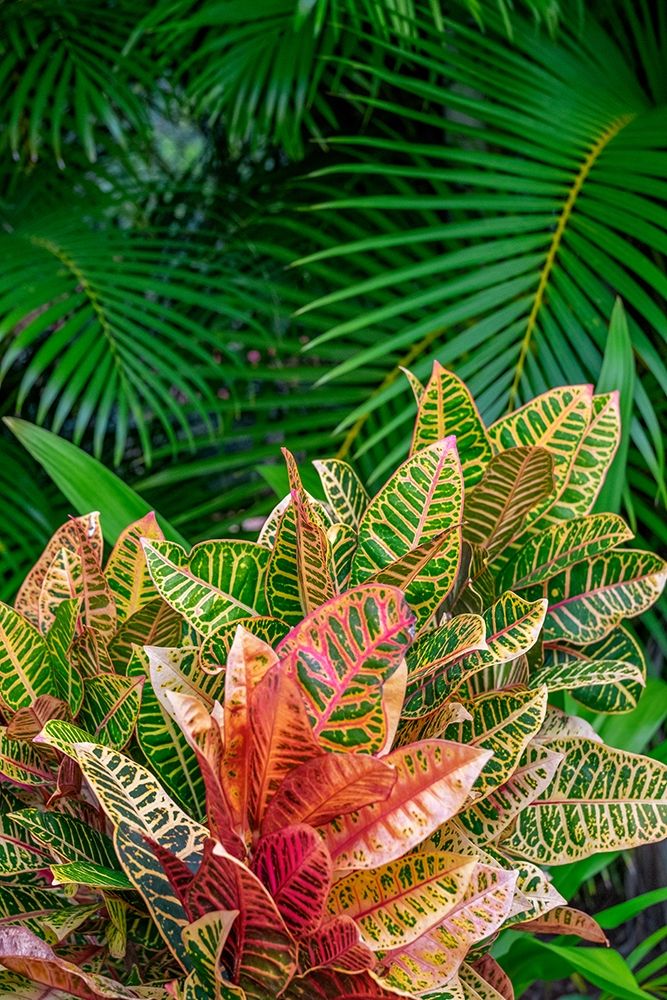 Palm fronds and Croton plants